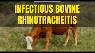 Game Changer: India Just Launched Its First Indigenously Developed Cattle Vaccine!(தமிழ்)