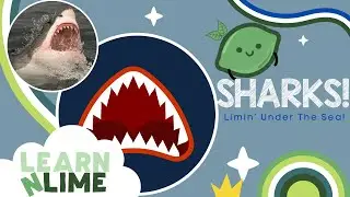 🦈 Dive Into Shark Facts with Skyler! | Learn &rsquo;n Lime 🌴🌊
