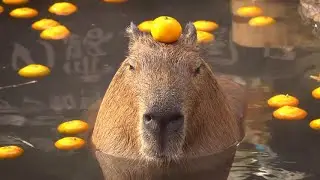 Capybara🤣 #capybara #capibara #funnyanimals #animalesgraciosos #capybaras #shorts #xuhuong #usa #us