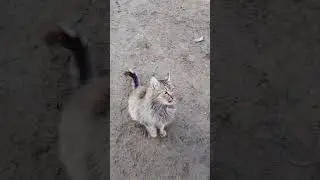 Gray Hunter: Majestic Cat's Quest for the Elusive Catch