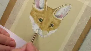 Fox Time Lapse Drawing | Pastel