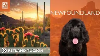 Newfoundland: Pawsitively Fascinating 101 Breed Facts