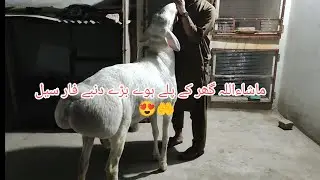 Dumba For Sale MashaAllah gher KY paly huwa &hearts;️💯 #beauty #dumba #bakramandi 03355969746call what'sapp