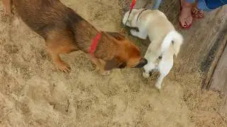 Dogs of Las Terrenas