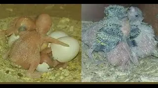 Baby Budgie Growth Stages - From Egg to Adult