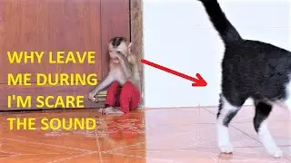 POOR YEN TEAR DOWN CRYING SAD SOUND AFTER FRIEND KITTEN BABY LEAVE HIM ALONE,