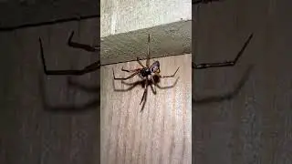 Noble False Widow Spider Male On Fence #spiders #arachnids #nature