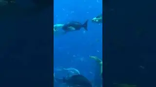 #sorts #colorfish #beautiful #wonderful #viral #love #shortsvideo