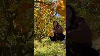 Orange picking #shorts #shortvideo #youtubeshorts
