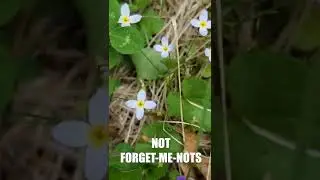 Bluets - Spring #Wildflowers in #Sutton #Massachusetts