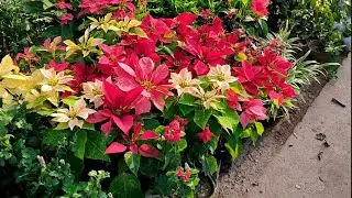 The Biggest Flower Plants Market In Kolkata Visit || Tala Hat || Current Prices Of Flower Plants