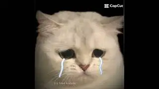 Kok gak ada yang mau like sama subs :_(