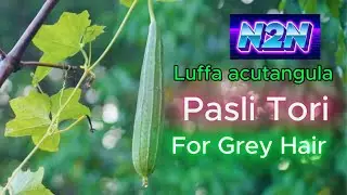 The Secret is Out!  | Stop Gray Hair Naturally |Oil to Reverse Gray Hair