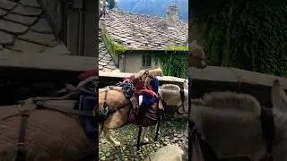 Pilger mit Esel und Hund im Aostatal unterwegs #italytravel #m&ouml;nch #wanderer #shorts_video