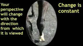 AFA 49: Michael Wildenstein, A Farrier's Perspective of Equine Confirmation