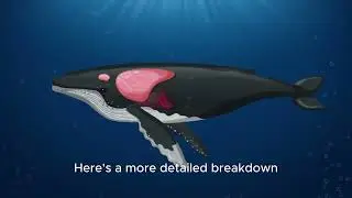 ORCA BONDING;A HOPE For CONVERSATION
