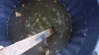 Rats Piégés (milieu de vidéo) - Bouclier Viking : des Nouvelles Efficaces... Vidéo 2/2