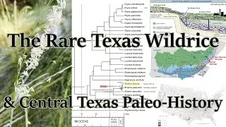 Can this rare wild rice tell us about the first Americans? (4K)