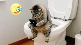 Funniest Cats Clips 2026 😺 Try not to laugh 😂🤣🤣