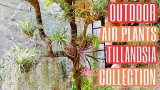 DIFFERENT KINDS OF AIR PLANT (TILLANDSIA) OUTDOOR COLLECTION ||EASY TO GROW AIR PLANT