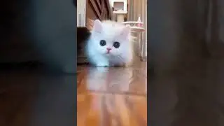 full safed billi