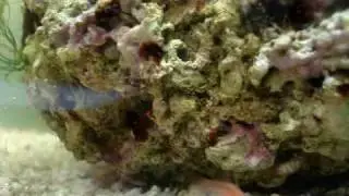 Eviota pellucida_2009 03 29