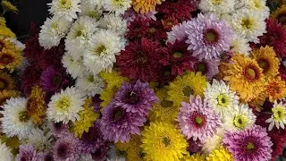 2024-10-28 - Lahr et ses chrysanthèmes