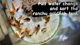 Full water change and sort the ranchu goldfish tank #microbelift #bigdvsfish #fancygoldfish #ranchu