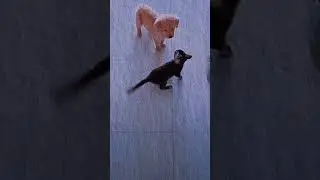 Спасите...#shorts #cat #dog #story #fanny #cut #юмор  #животные #приколы