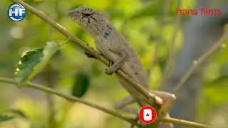 छिपकली अपना सिकार कैसे करता है।Lizard's beautiful world and life। Jiography new video।#HansFilms