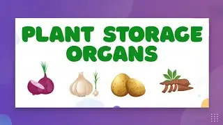Storage Organs of Plants &mdash; LearnStalk Biology