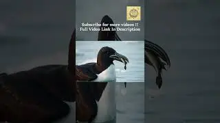 great auk &ndash; last bird of frozen seas #greatauk #extinctbird #wildlife #shorts