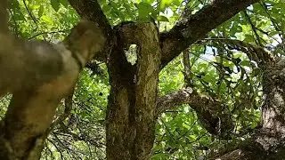 Ninguém Acreditou que Voltaria a Produzir 