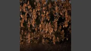 Sturnidae