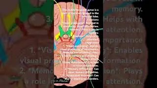 Dr. Osama Amin Alshaer. Middle Temporal gyrus