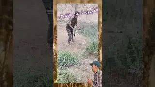 أروع جهاز يدوي لحصاد البرسيم#آلة_حصاد#جهاز_يدوي#حصادshorts#Harvester_machine#