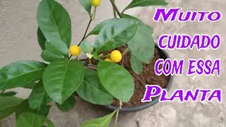 Solanum diphyllum laranjinha da terra tomatinho da terra como cuidar