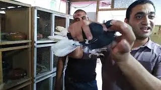 عم الضانى ايكا علم من اعلام اسكندريه واحلى تقليب#احمدماكو والحمام احلى حاجه في الدنيا