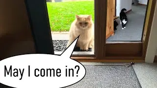 The big fluffy cat comes over for a chat and a cuddle