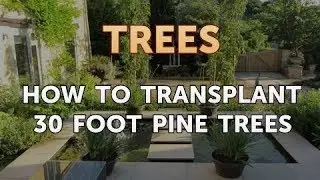 How to Transplant 30 Foot Pine Trees
