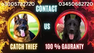 Dog-Human Harmony|Dog-Human Harmony|Pawsitive Bonds