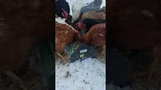 H&uuml;hner am Futtertrog #H&uuml;hner #chicken #gl&uuml;ck #vogel #hope #naturelove #liebe #love #snow #animals