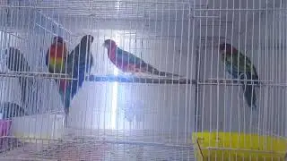 Bird's And Animal's Market In UAE || പെറ്റ് മാർക്കറ്റ് ||Best Pet  Market In Sharjah || Part - 1
