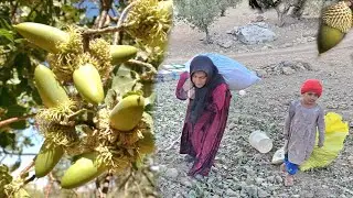 Nomadic Life in Iran | Acorn Harvesting in the Zagros Mountains