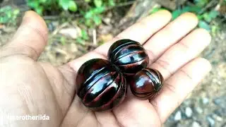 Panen Pill Kaki Seribu (sphaerotheriida)