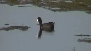 American Coot (Rallidae: Fulica americana)