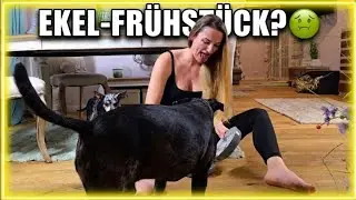 Ich kann gar nicht kochen! 🙈 Hunde-Leber-Diät im Härtetest (Chaos pur!)