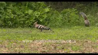 Hoopoe on grass - a common sight in old world India - lovely to see its crest splayed out and open!