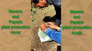 Papaya/Banana plant cover/protection cover/crop cover