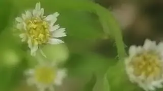 Canadian Fleabane: Antiviral properties